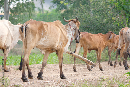 Herd of cows walking on the pasture.