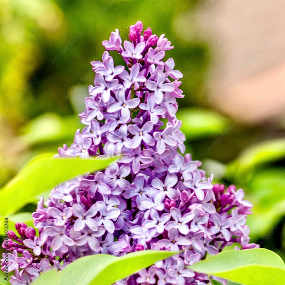 Branch of lilac flowers on a background of green leaves.