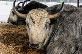 sad animal yak bull with horns lies in a pen in a cage at the zoo