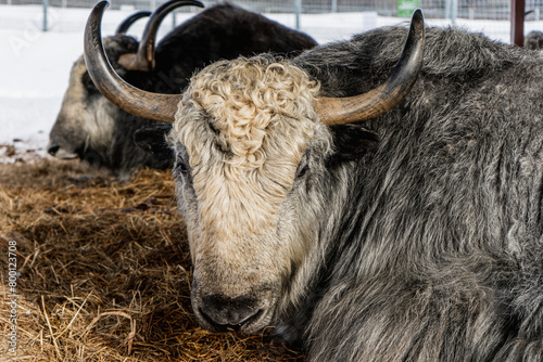 sad animal yak bull with horns lies in a pen in a cage at the zoo photo