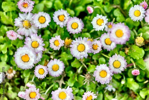 Daisy (lat. Bellis) is a genus of perennial plants from the Asteraceae family. Daisy. Inflorescence of perennial daisy (Bellis perennis) photo