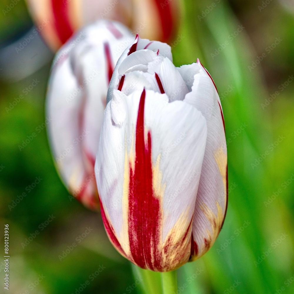 Tulip. Beautiful bouquet of tulips. colorful tulips. tulips in spring,colourful tulip