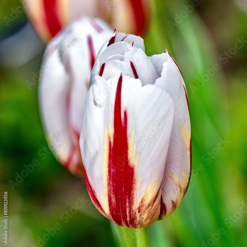 Obraz na płótnie Tulip. Beautiful bouquet of tulips. colorful tulips. tulips in spring,colourful tulip w salonie