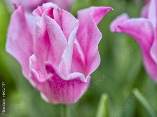 Pink tulips in the spring garden. Shallow depth of field.