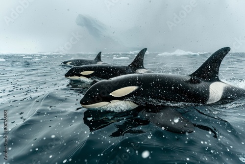  orca pod swimming in the cold blue waters of the Arctic.KILLER WHALE orcinus orca, PAIR LEAPING,A Bigg's orca whale jumping out of the sea in Vancouver Island,Killer Whale ,Orcinus Orca photo