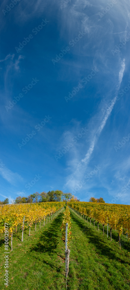 Panoramic portrait format vineyard fall scenery blue sky