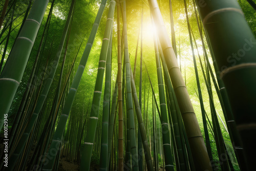                                         Asia  bamboo  plants  Japan  bamboo grove