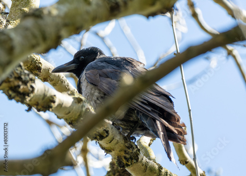 Canvas Print Hooded Crow (Corvus cornix) - Dublin's Clever Trickster