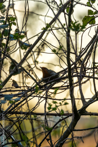 Photography Robin Red Breast (Erithacus rubecula) - Britain's Backyard Buddy