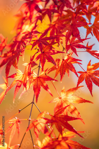 Yoyogi Park In Autumn