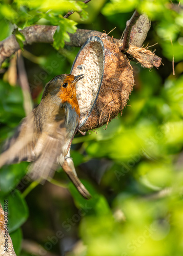 Photography Robin Red Breast (Erithacus rubecula) - Britain's Backyard Buddy