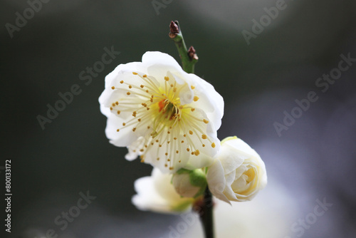 白い梅の花