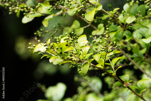 Wild privet or common privet or European privet (Ligustrum vulgare) fruit and berries isolated on a natural green background photo