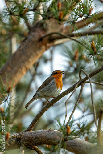 Photography Robin Red Breast (Erithacus rubecula) - Britain's Backyard Buddy