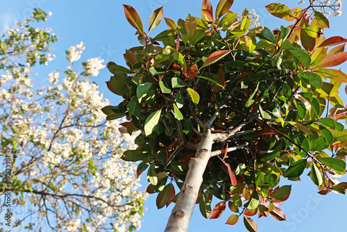 Photinia Red Robin in the garden in April.