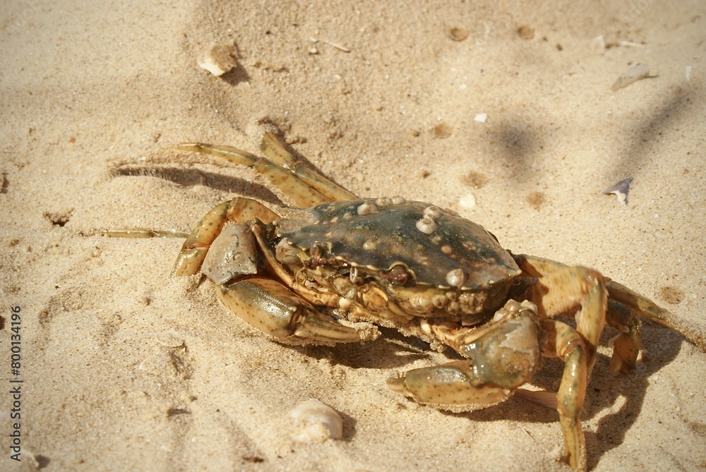 Spotted Crab Crawling on Sandy Beach in Bright Daylight Spotted Crab Crawling on Sandy Beach in Bright Daylight