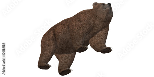 Brown bear isolated on a Transparent Background