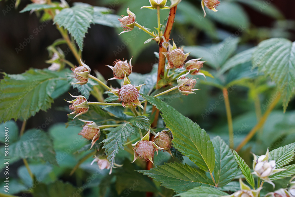 Obraz premium Raspberries in April unripe in the garden.