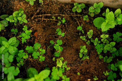 African mint leaves on fertile loamy soil photo