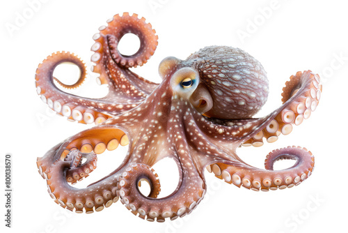 octopus isolated on white or transparent png