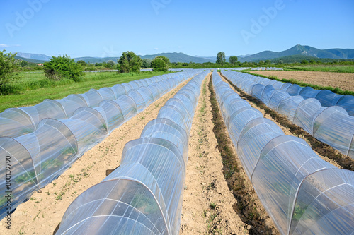 Melon plant growing under agricultural nylon. Cantaloupe. Green plants growing in the field. Agriculture. Young crops in spring. 
