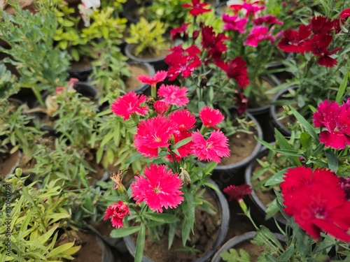 Bunches of red flowers in the pots with green leaves and little plants in the background.