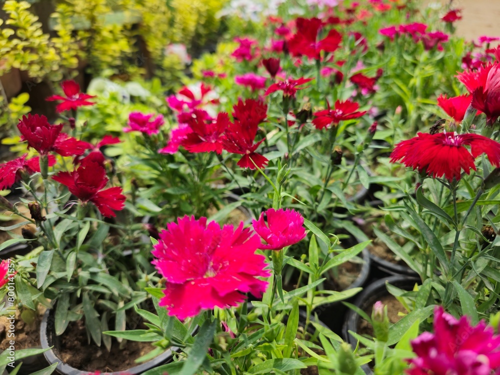 Clustered red flowers with green leaves in the background with parrot green plants in the background.