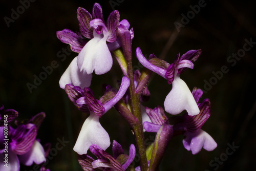 Flower head of the Syrian green-winged orchid (Anacamptis morio ssp. syriaca), in natural habitat on Cyprus photo