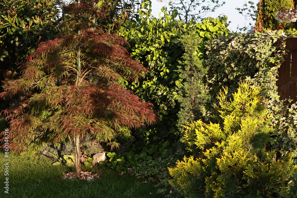 Fototapeta premium Red Japanese maple and ivy on the fence.