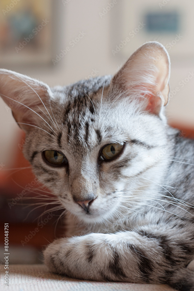 Porträt einer jungen Egyptian Mau Katze