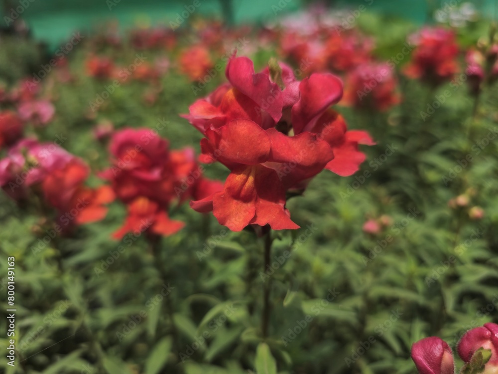 Focused shot of red flower with red and green blurry  background. scenic beauty of nature