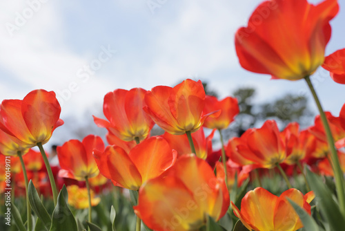 Beautiful tulip flower garden. The Expo 70 Commemorative Park, Osaka, Japan