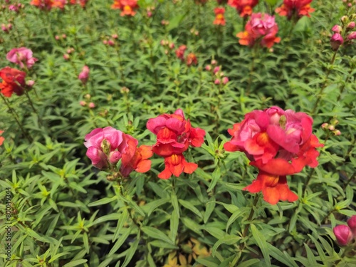 Focused red flower clusters with red flowering plants and green grass and leaves in the background