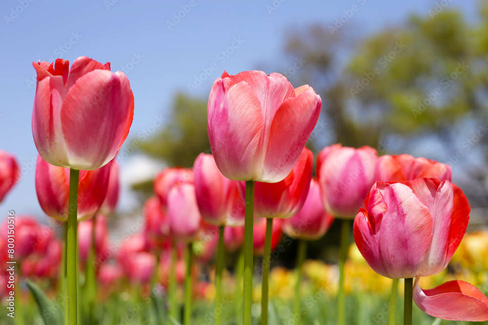 Beautiful tulip flower garden. The Expo 70 Commemorative Park, Osaka, Japan Beautiful tulip flower garden. The Expo 70 Commemorative Park, Osaka, Japan