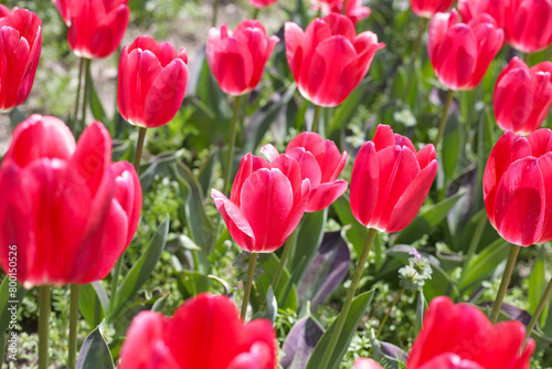 Beautiful tulip flower garden. The Expo 70 Commemorative Park  Osaka  Japan