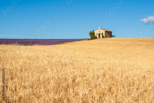 Summer scene in Provence, wheat and lavender fields with the small chapel of Entrevennes. Alpes-de-Haute-Provence, France