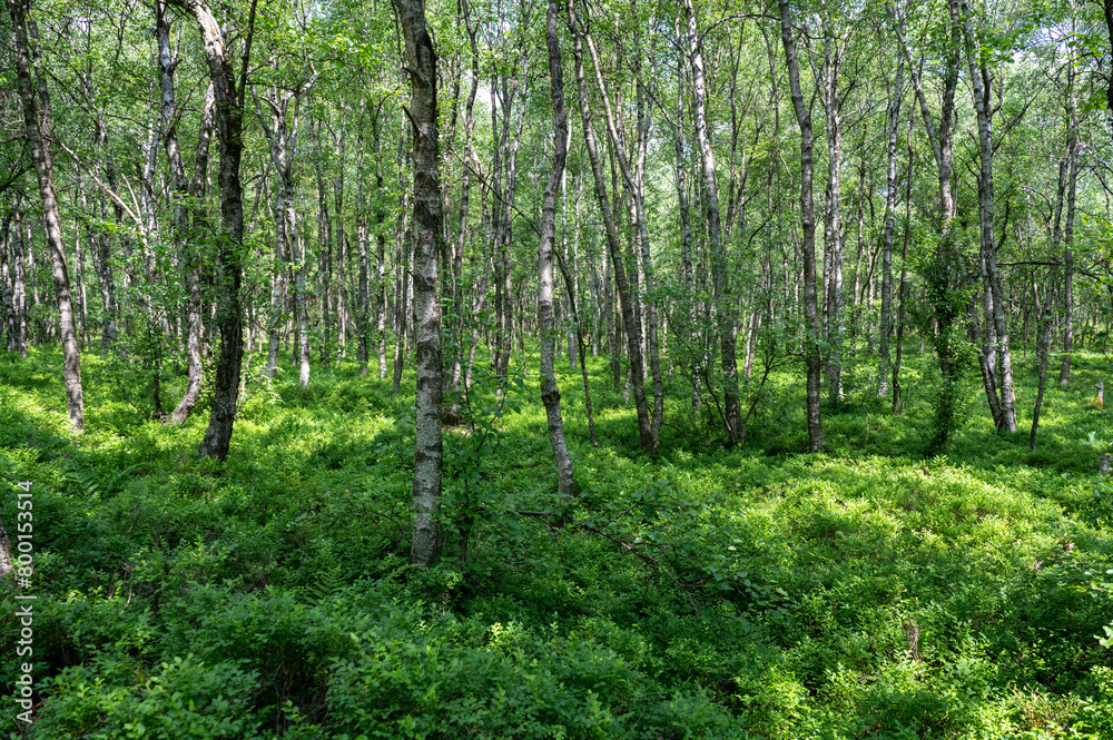 Fototapeta premium Birchin a green forest forest