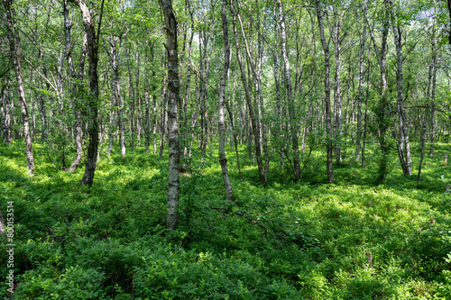 Birchin a green forest forest
