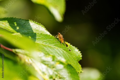 orange fly resting on a green leaf