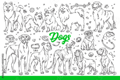 Dogs of different breeds with toys or leashes and bowls for nutritions. Friendly domestic dogs from shelter for design of pet store window or packaging of food and accessories. Hand drawn doodle