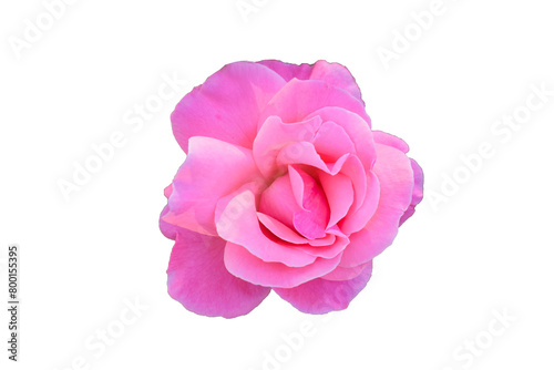 pink rose with stem and green leaves isolated on white background, set, collection, closeup