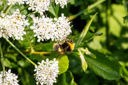 solitary bumble bee feeding from a white flower of an Apiaceae or Umbelliferae wildflower species © Ian