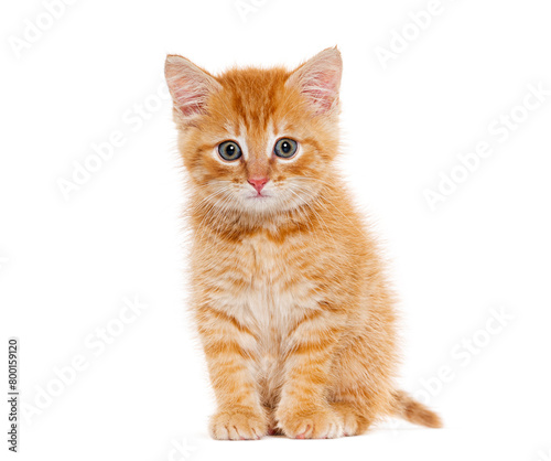 Ginger kitten three weeks old, isolated on white