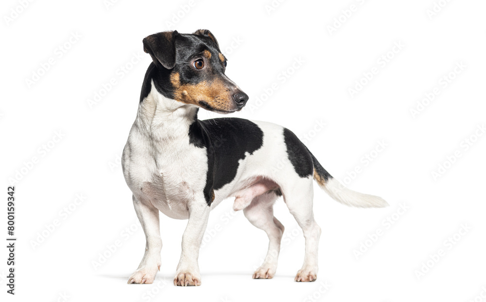 Jack russell terrier looking away, Isolated on white Jack russell terrier looking away, Isolated on white