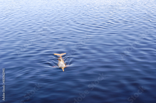 Pink river dolphin in the Amazon