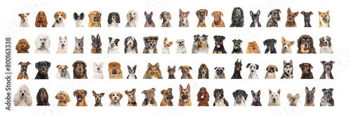 Collage of many different dog breeds heads, facing and looking at the camera against a neutral white background photo