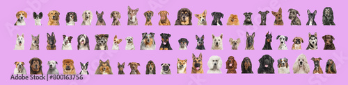 Collage of many different dog breeds heads  facing and looking at the camera against a pink background