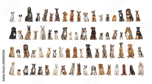 Collage of many different dog breeds sitting facing at the camera against a neutral background © Eric Isselée