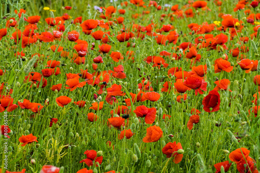 Campo de amapolas en el municipio de Gáldar en la isla de Gran Canaria, España