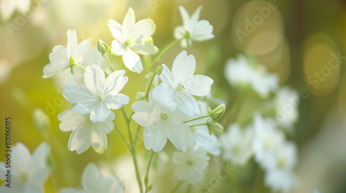 Delicate Floral Sway © Alona Kotilevska